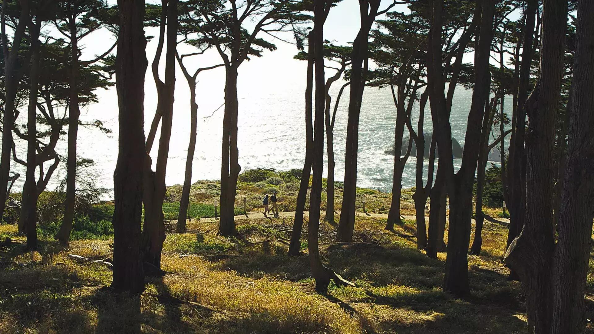 徒步旅行者沿着Lands End Trail的一段树木繁茂的路段行走, 以太平洋为背景.