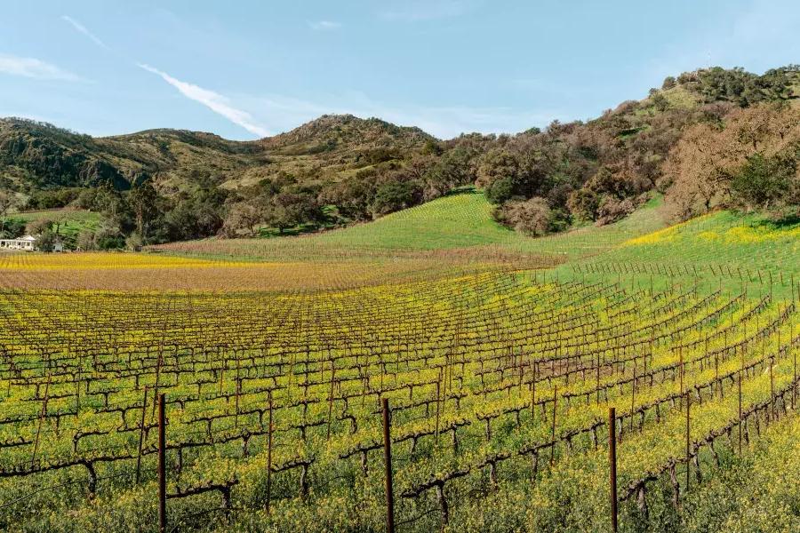 Vignobles de la Napa Valley